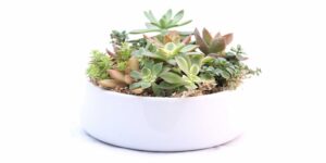 Read more about the article Top 3 Points You Need To Know About Caring For Succulents
