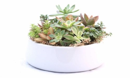 Top 3 Points You Need To Know About Caring For Succulents