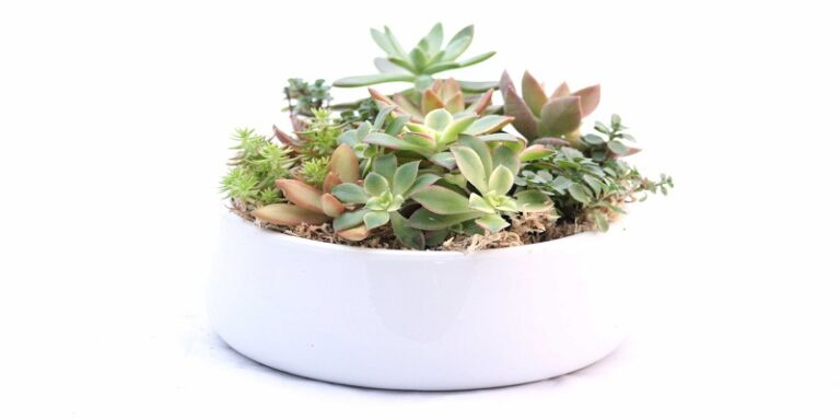 Caring For Succulents