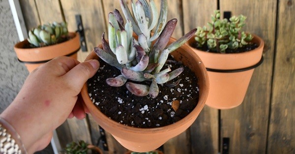 holding-potted-succulent-