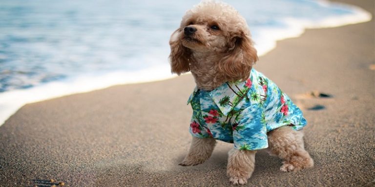 What Should You Consider When Buying Your Dog Clothes