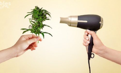 Can You Dry Weed Resin With A Hair Dryer?