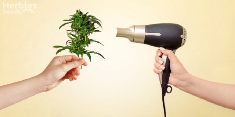 Can You Dry Weed Resin With A Hair Dryer