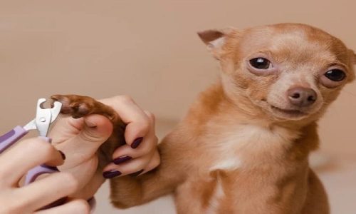 How To Cut Chihuahua Nails?