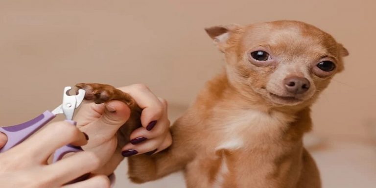 How To Cut Chihuahua Nails