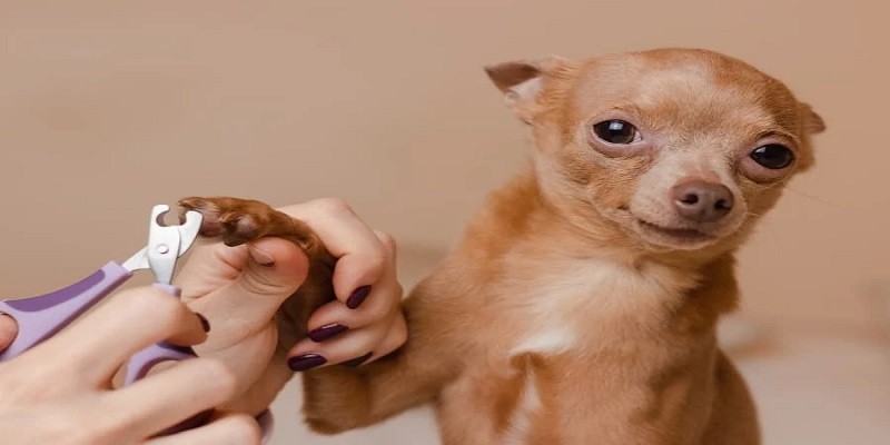 You are currently viewing How To Cut Chihuahua Nails?