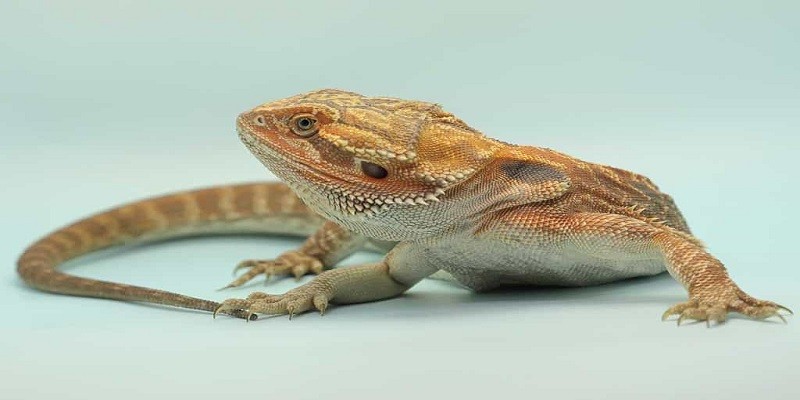 How to Properly Clip Beardies Nails for Pet Owners?