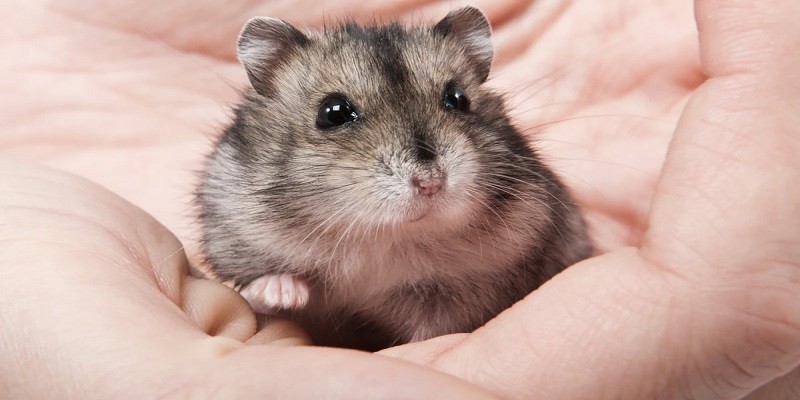 Keeping Your Hamster's Nails Healthy and Trimmed