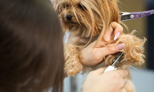 Understanding the Basics of Yorkie Nails