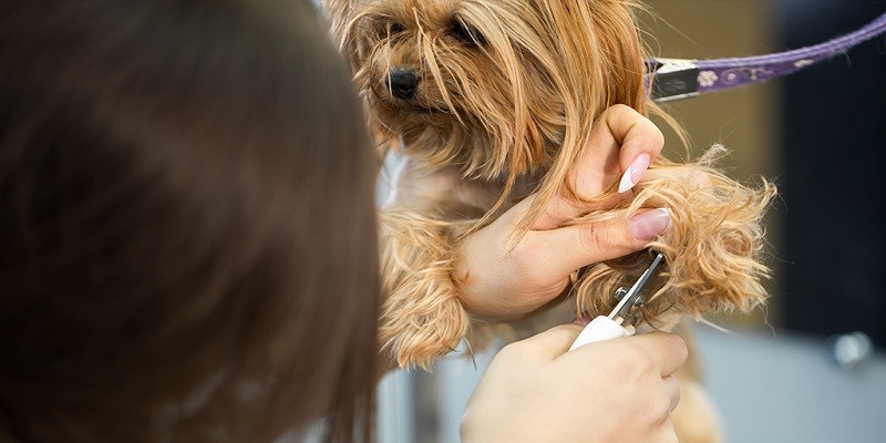 Understanding the Basics of Yorkie Nails