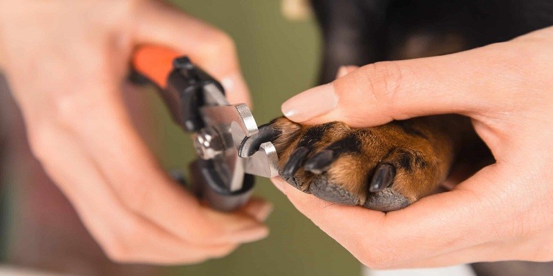 Understanding the Importance of Regularly Cutting Your German Shepherd's Nails