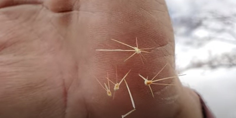 How To Get Tiny Cactus Needles Out Of Skin